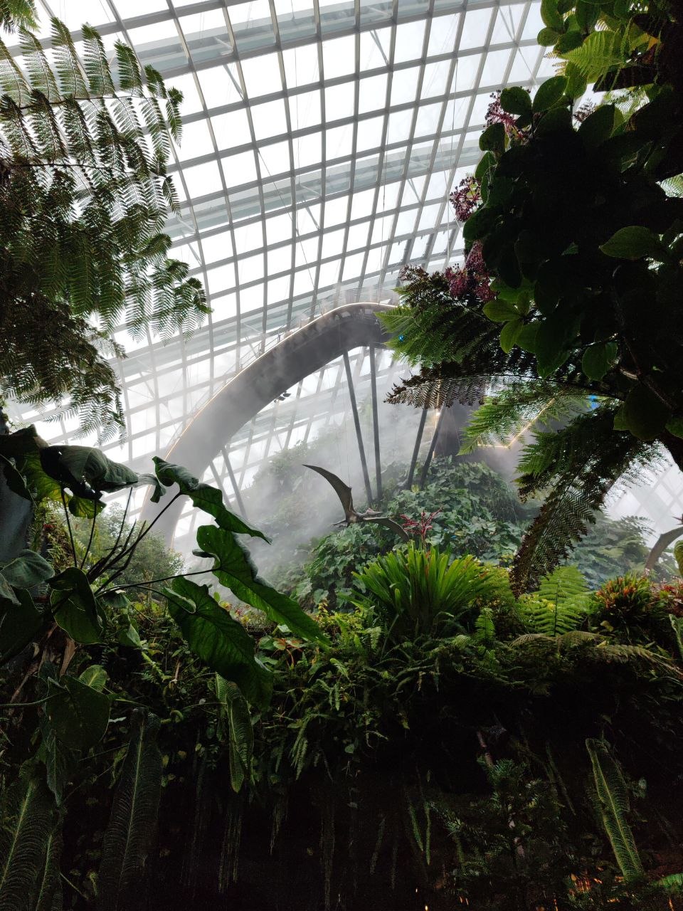 Cloud Forest — горные растения и папоротники, живые с мезозоя